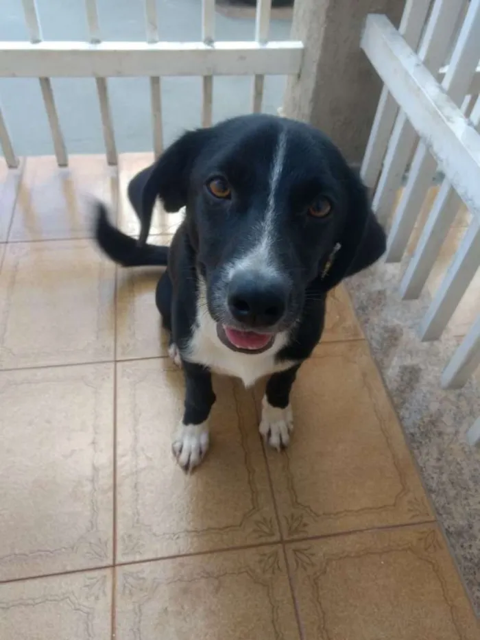 Cachorro ra a Vira lata idade 7 a 11 meses nome 10 meses