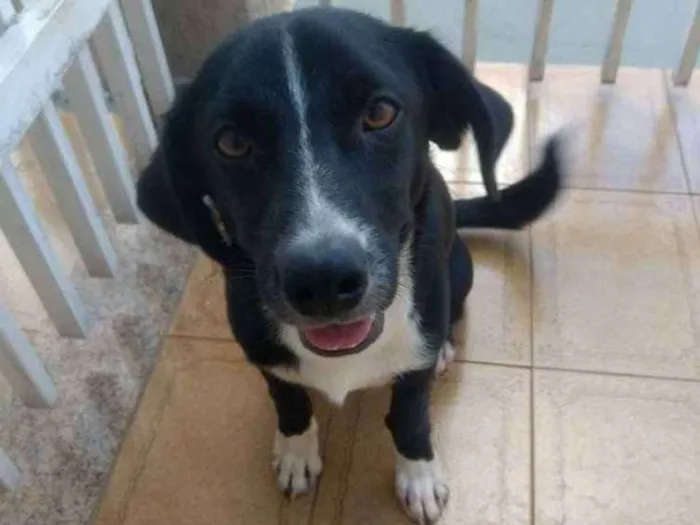 Cachorro ra a Vira lata idade 7 a 11 meses nome 10 meses