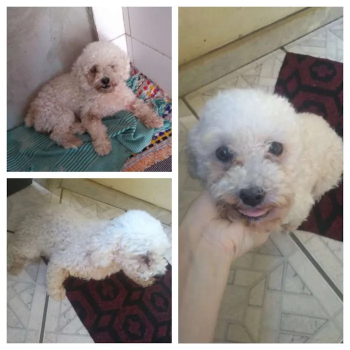 Cachorro raça Poodle  idade  nome Sem nome