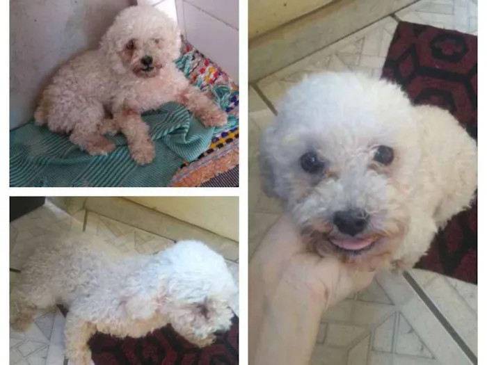 Cachorro raça Poodle  idade  nome Sem nome