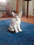 filhotes
