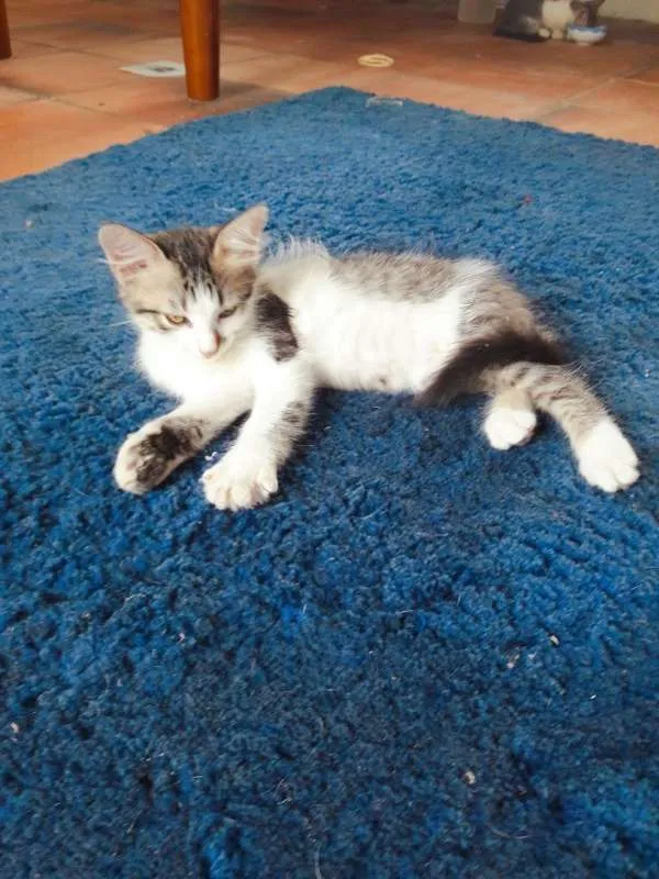 Gato ra a indefinida idade 2 a 6 meses nome filhotes