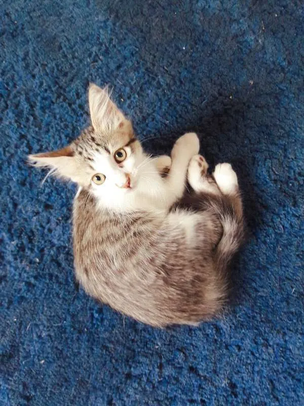 Gato ra a indefinida idade 2 a 6 meses nome filhotes
