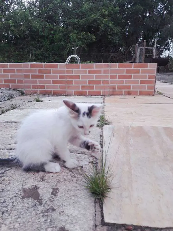 Gato ra a indefinida idade 2 a 6 meses nome filhotes