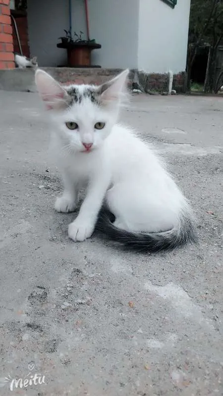 Gato ra a indefinida idade 2 a 6 meses nome filhotes