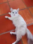 filhotes