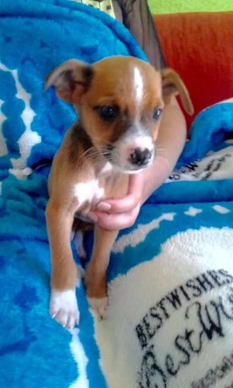 Cachorro ra a SRD idade  nome Jonathan
