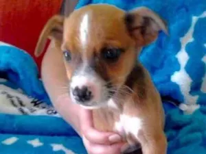 Cachorro raça SRD idade  nome Jonathan