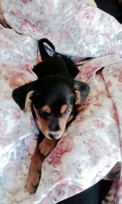 Cachorro ra a SRD idade 2 a 6 meses nome Vicky