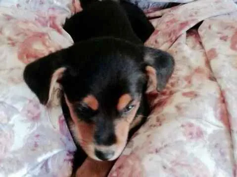 Cachorro ra a SRD idade 2 a 6 meses nome Vicky