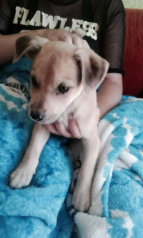 Cachorro ra a SRD idade 2 a 6 meses nome Marley