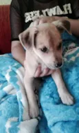 Marley