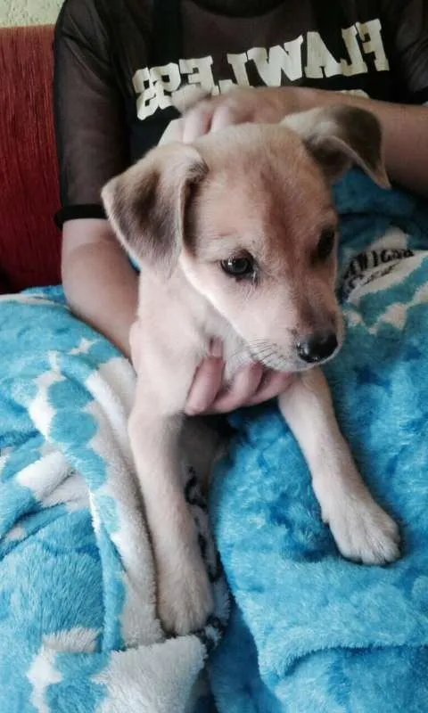 Cachorro ra a SRD idade 2 a 6 meses nome Marley