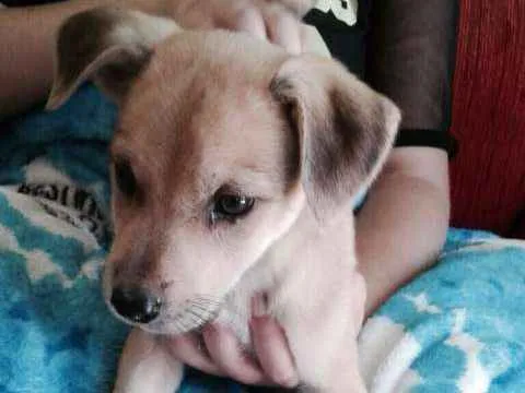Cachorro ra a SRD idade 2 a 6 meses nome Marley