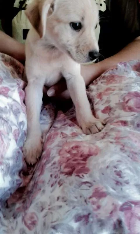 Cachorro ra a srd idade 2 a 6 meses nome Marie