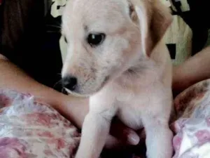 Cachorro raça srd idade 2 a 6 meses nome Marie