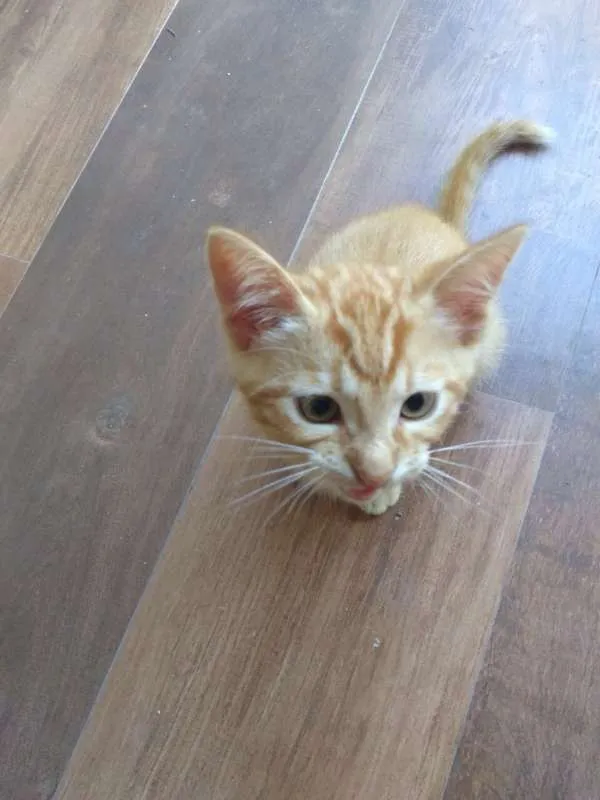 Gato ra a SRD idade Abaixo de 2 meses nome Filhotes