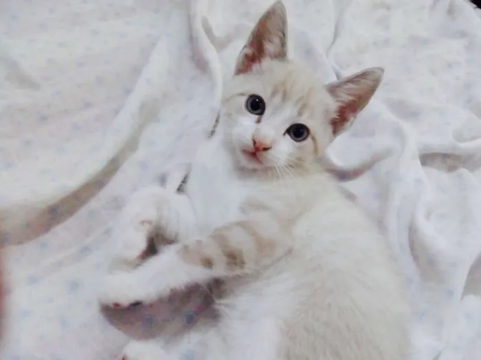 Gato ra a SRD idade Abaixo de 2 meses nome Filhotes
