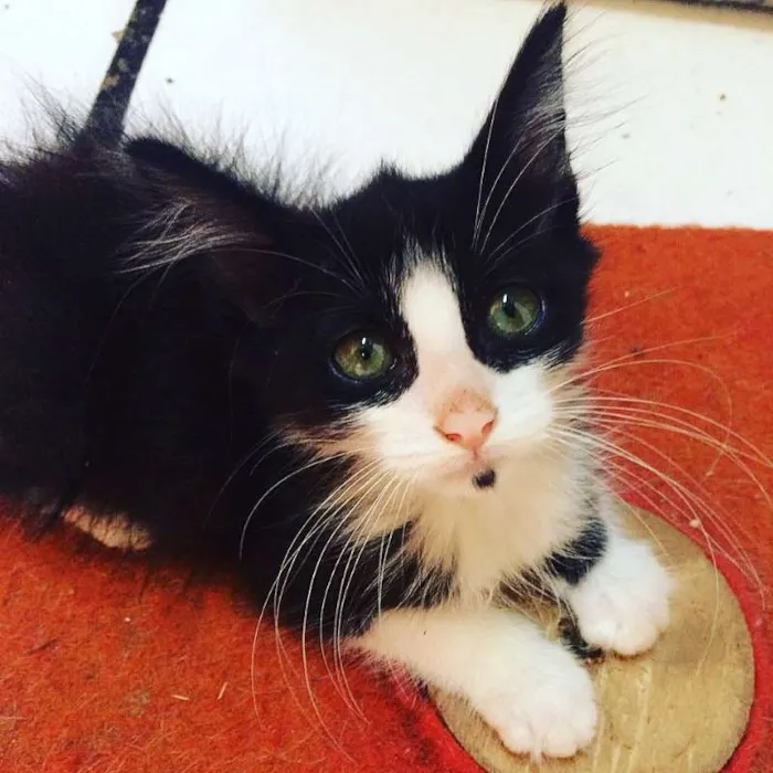 Gato ra a SRD idade Abaixo de 2 meses nome Filhotes