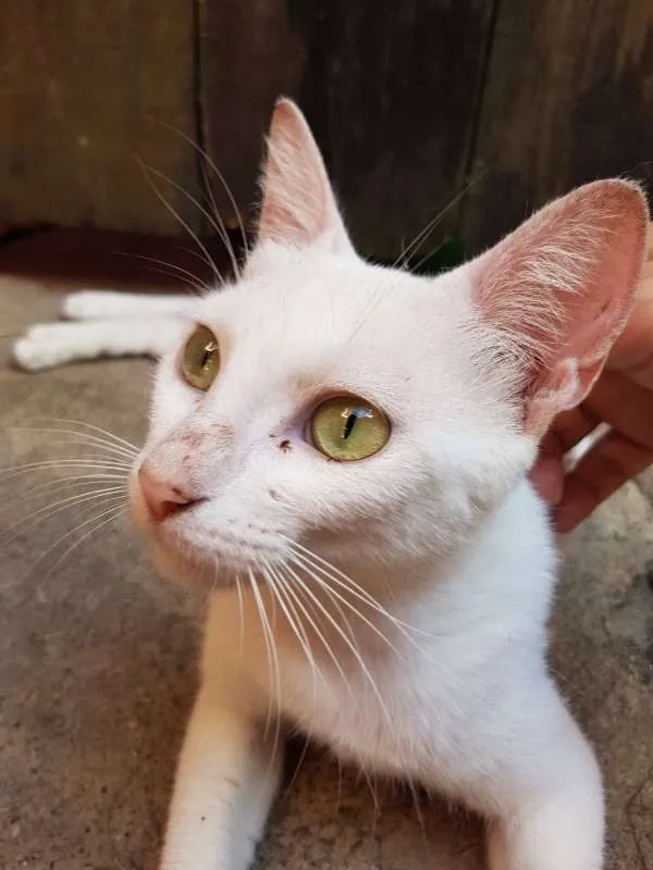 Gato ra a SRD idade 2 a 6 meses nome Marie