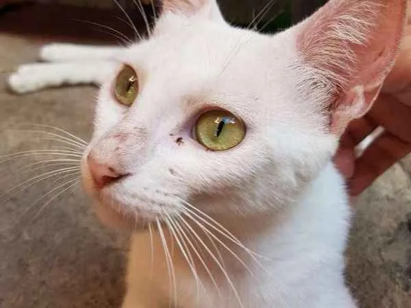 Gato ra a SRD idade 2 a 6 meses nome Marie