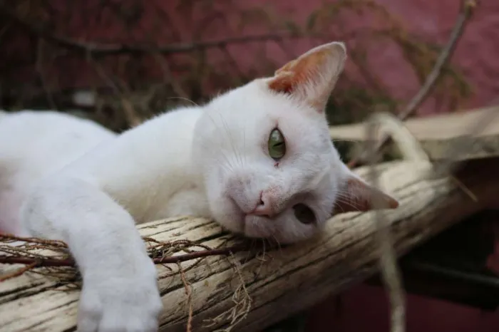 Gato ra a srd idade 7 a 11 meses nome Snow
