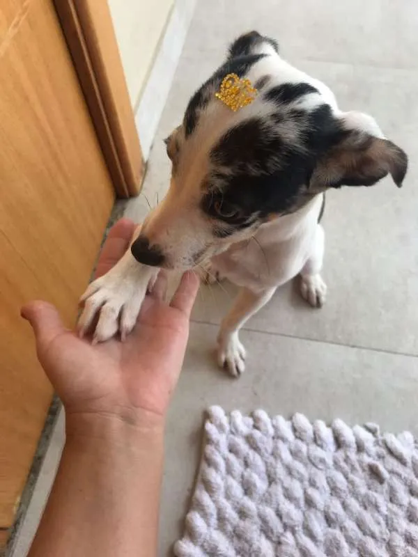 Cachorro ra a srd idade 2 a 6 meses nome Chantilly