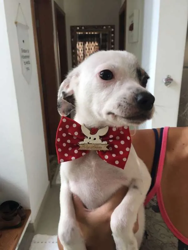Cachorro ra a srd idade 2 a 6 meses nome Chantilly