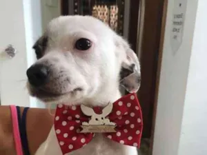 Cachorro raça srd idade 2 a 6 meses nome Chantilly