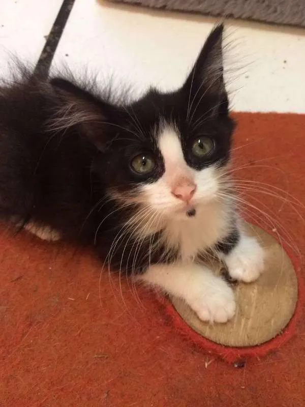 Gato ra a srd idade Abaixo de 2 meses nome Lya