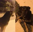 Negão
