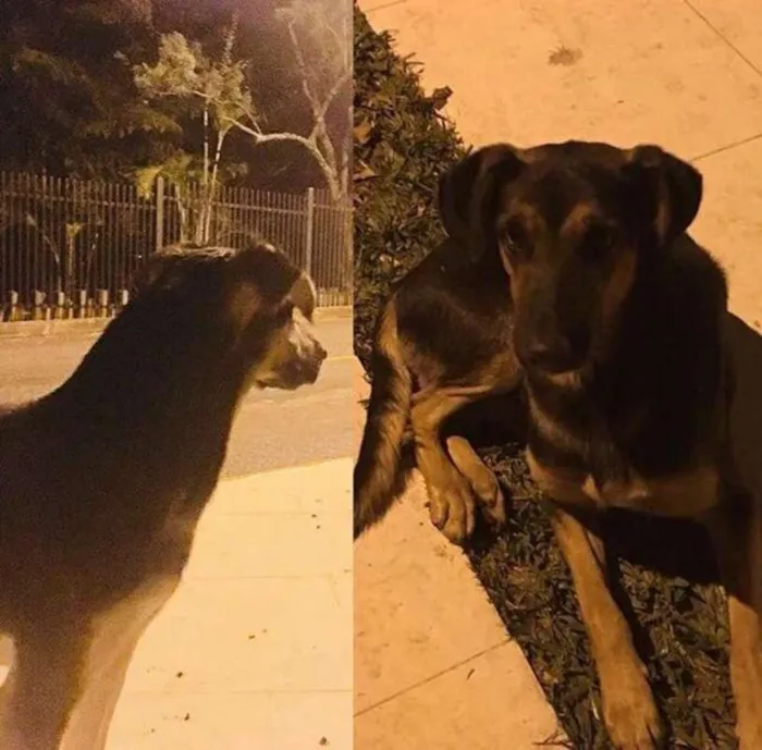 Cachorro ra a Vira lata idade 5 anos nome Negão