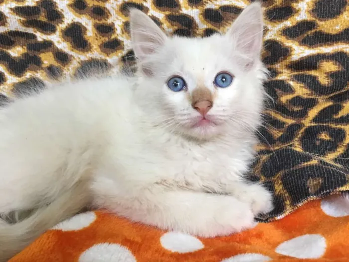 Gato ra a SRD idade 2 a 6 meses nome BLUE