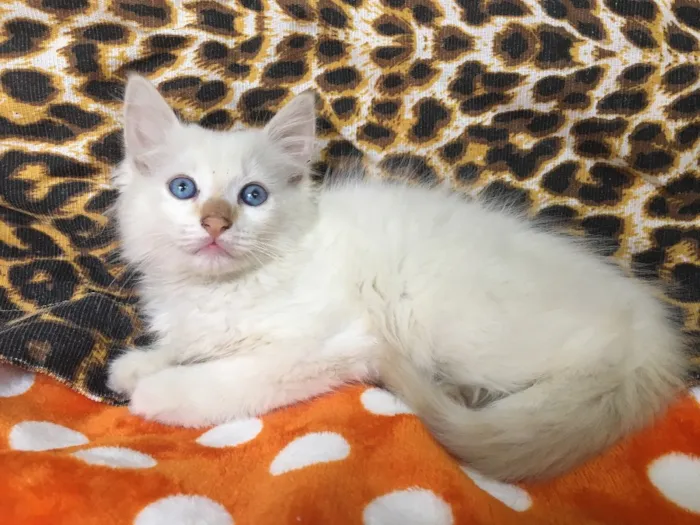 Gato ra a SRD idade 2 a 6 meses nome BLUE