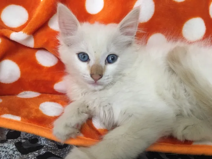 Gato ra a SRD idade 2 a 6 meses nome BLUE