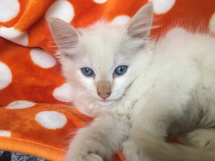 Gato ra a SRD idade 2 a 6 meses nome BLUE