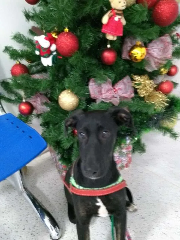 Cachorro raça mix idade  nome Velentim