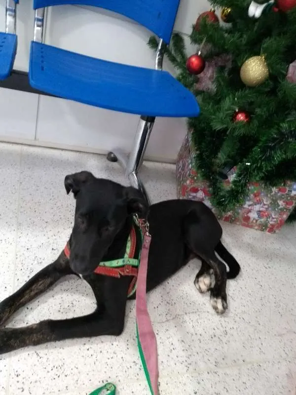 Cachorro raça mix idade  nome Velentim