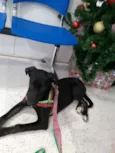 Cachorro raça srd idade  nome Preto