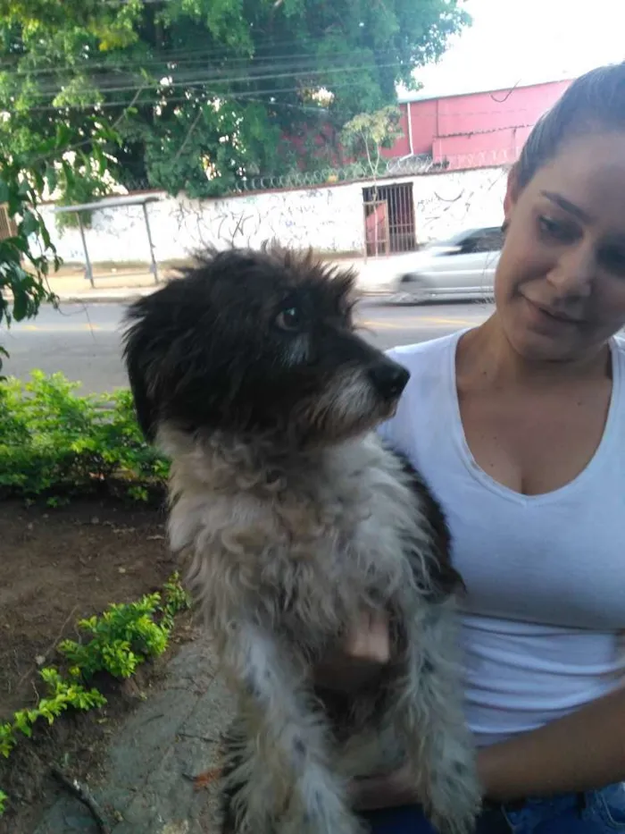 Cachorro raça Desconheço idade  nome Menina