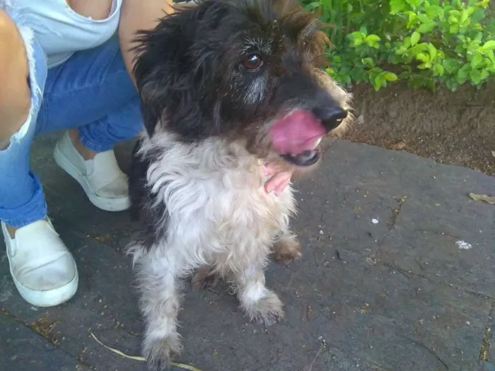 Cachorro raça Desconheço idade  nome Menina