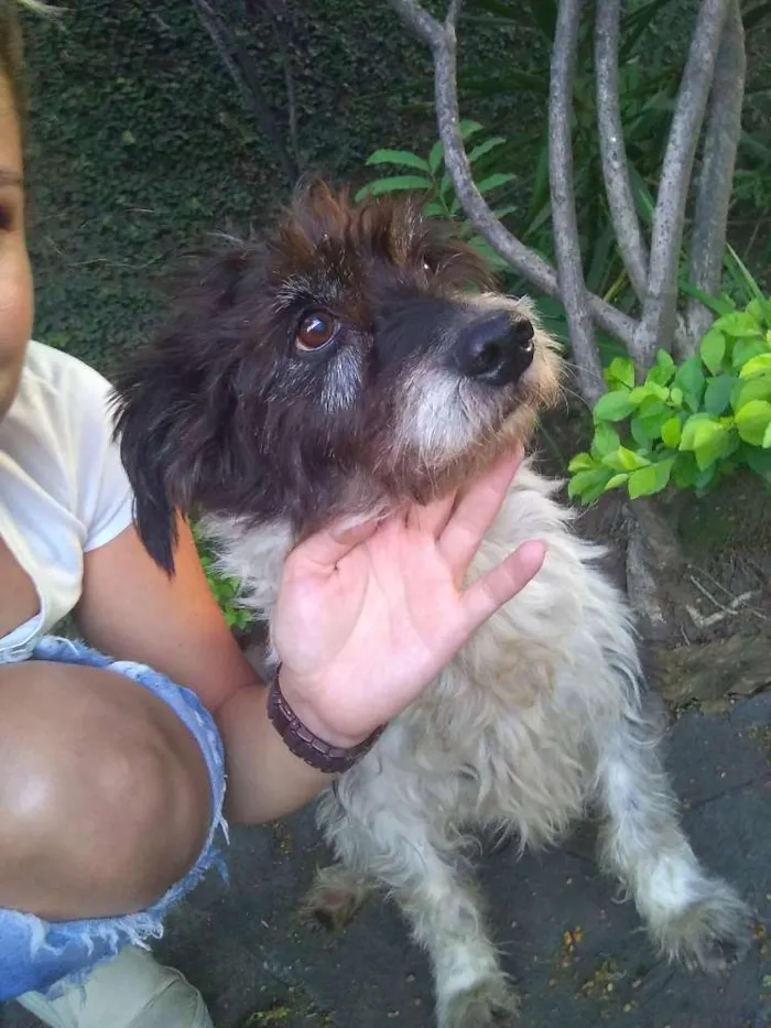 Cachorro raça Desconheço idade  nome Menina