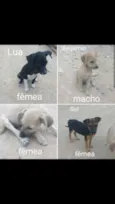 Lua, Beijamin, Sol,D