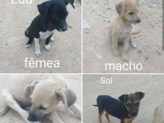 Cachorro ra a Vira latas idade 2 a 6 meses nome Lua, Beijamin, Sol,D