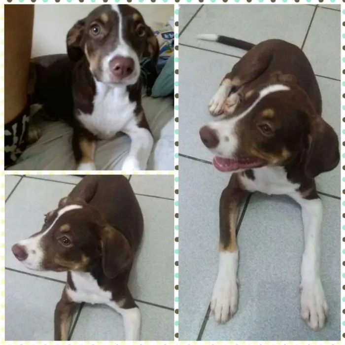 Cachorro raça SRD idade 2 a 6 meses nome Rebeca 