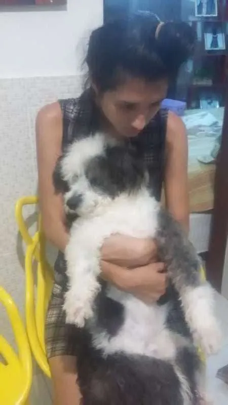 Cachorro raça Chip dog idade 1 ano nome Piter