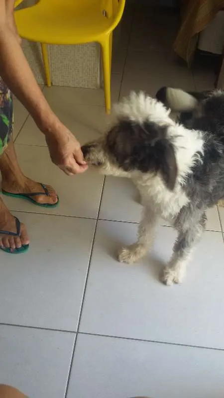 Cachorro raça Chip dog idade 1 ano nome Piter