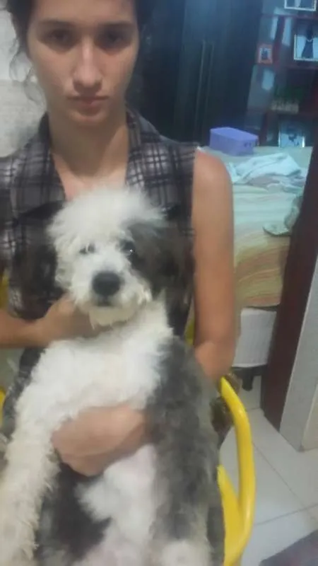 Cachorro raça Chip dog idade 1 ano nome Piter