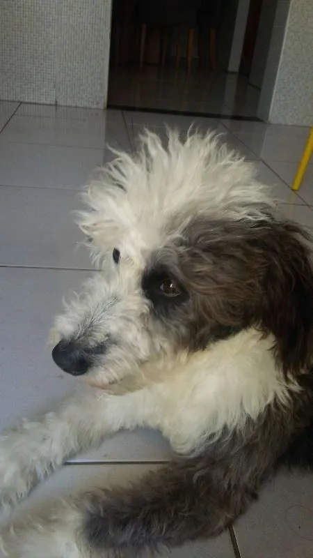 Cachorro raça Chip dog idade 1 ano nome Piter