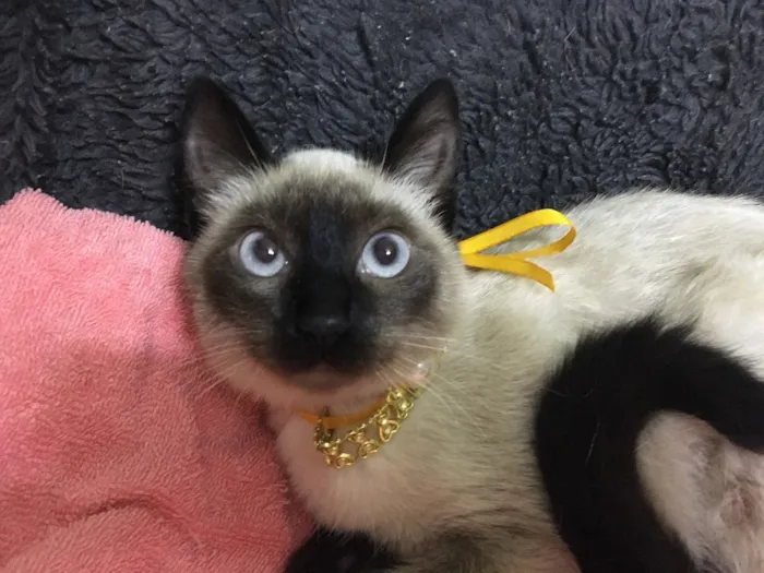 Gato ra a Sialata idade 7 a 11 meses nome DOCE